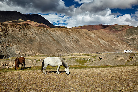 马喜马拉雅山鲁普舒山谷,拉达克,喜马拉雅山放牧的马拉达克,图片