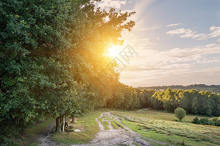 夏日傍阳光透过树木,灰烬森林的英国乡村景观背景图片