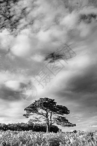 美丽的夏季日落景观形象的布拉特利视图新森林公园英格兰黑白图像图片