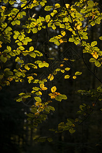 令人惊叹的秋天秋天秋天树木秋天的颜色英国的新森林与美丽的阳光,颜色流行黑暗的背景图片