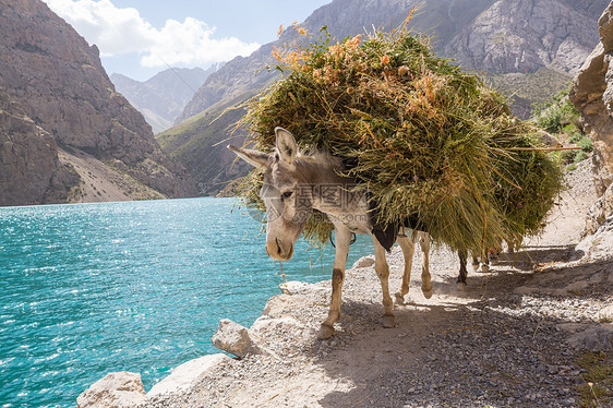 塔吉克斯坦范恩山的只驴子图片