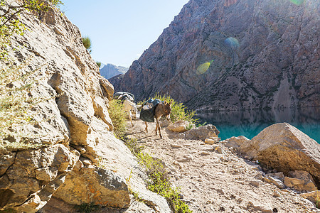 塔吉克斯坦范恩山的只驴子图片