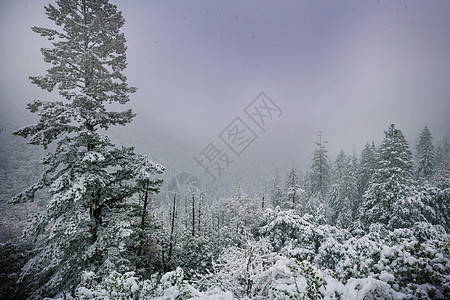 风景秀丽的雪覆盖森林冬季很适合诞节背景图片