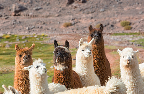 阿根廷偏远地区的骆驼图片