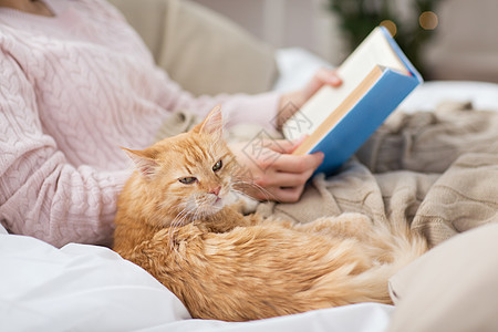 宠物,人的红色Tabby猫女主家里床上看书红猫女主家看书背景图片