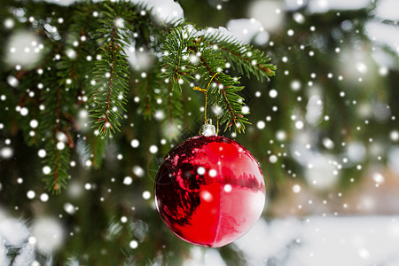 寒假装饰红色诞球杉木树枝上覆盖着雪红色诞球冷杉树枝上,雪图片