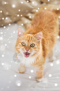 宠物,冬天潮湿的红色塔比猫床上飞雪红色的塔比猫雪地上躺床上图片