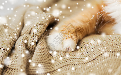 宠物,冬天潮湿的红色猫爪针毛毯上的雪雪地上盖上毯子的红色猫爪图片