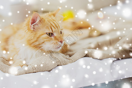 宠物红色塔比猫躺家里的毯子冬天的雪冬天,红塔比猫躺家里的毯子上图片