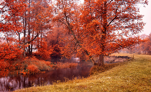 秋天五彩缤纷的日出雾蒙蒙的平静的河上秋天迷蒙的早晨森林小溪里图片