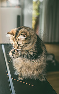 毛茸茸的猫坐后腿上,用前爪抱着草,室内咀嚼趣的猫玩耍图片