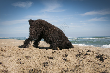 布维耶德范德雷斯小狗海滩上挖掘图片