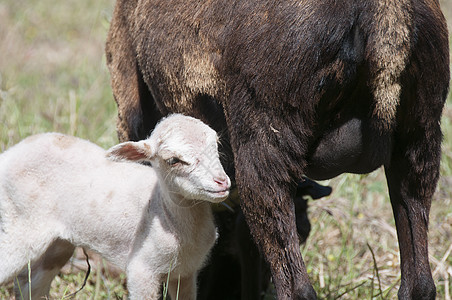 喀麦隆绵羊母羊她的塔拉斯康尼斯交叉喀麦隆双胞胎羔羊图片