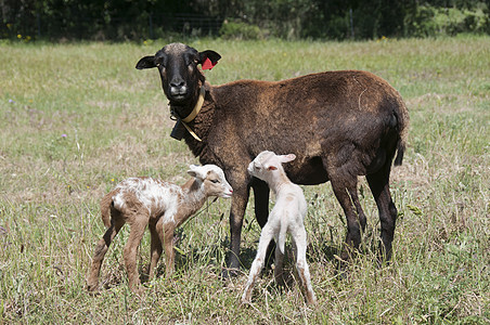 喀麦隆绵羊母羊她的塔拉斯康尼斯交叉喀麦隆双胞胎羔羊图片