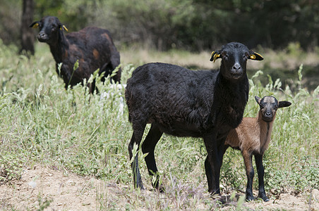 纯种的喀麦隆母羊她的羔羊图片