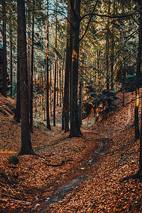 捷克山区的野生森林红色秋季电影风格的颜色图片