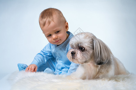 八个月的婴儿坐着看着施子狗专注于狗图片