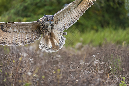 欧洲欧亚鹰猫头鹰,布波布波,翅膀飞行中展开背景图片