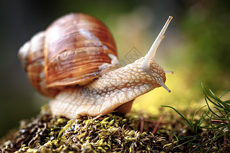 螺旋波马提亚也罗马蜗牛勃艮螺食用蜗牛蜗牛,种大型的可食用的呼吸空气的陆地蜗牛,螺旋科的种陆生肉质腹足软体动图片