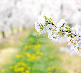 春天五颜六色芬芳的苹果园背景图片
