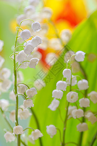 花园里山谷的百合花卷尾花图片