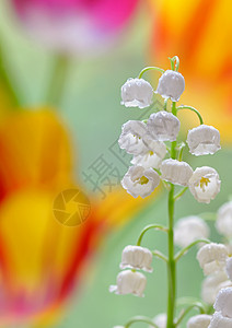 花园里山谷的百合花卷尾花高清图片