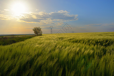 美丽的日落绿色的麦田上图片