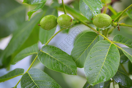 春雨中未熟核桃核桃树核桃树高清图片