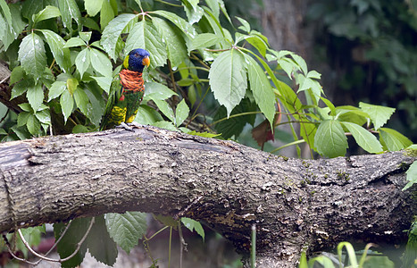 亚马逊鹦鹉亚马逊树上早午餐图片