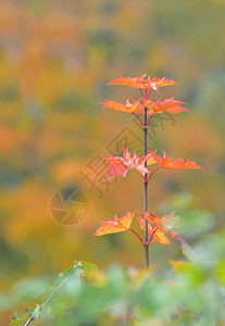 秋单枫叶图片