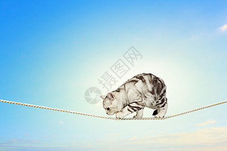 暹罗猫坐绳子上暹罗猫坐高空绳子上的形象图片