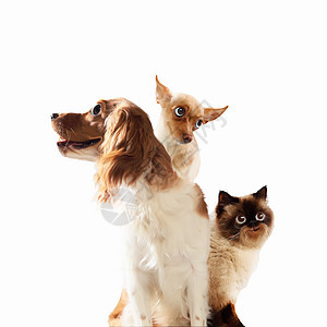 三只家庭宠物三只家宠物灯光背景下挨着趣的拼贴画图片