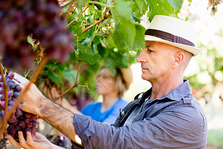 红色背景图葡萄园里的人葡萄园里摘葡萄的人背景