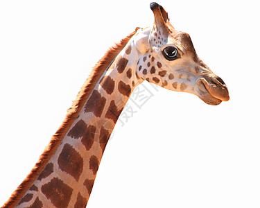 口吻趣的斑点长颈鹿口趣的斑点长颈鹿轻的背景拼贴背景图片