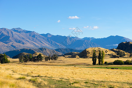 风景如画新西兰阿尔卑斯山田野的自然景观图片