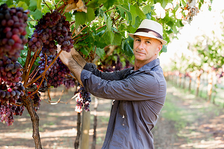 梅多克站葡萄园里的人戴帽子的人葡萄园摘葡萄背景