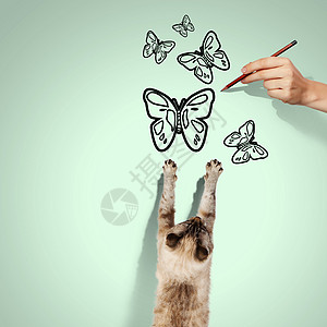 暹罗猫暹罗猫捕捉画蝴蝶的图像图片