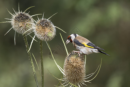 美丽的金雀鸟卡杜利斯卡杜利斯茶座森林景观图片