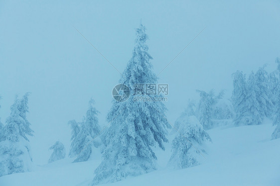 风景秀丽的雪覆盖森林冬季很适合诞节背景图片