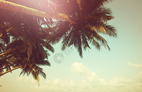 热带岛屿上的棕榈种植园图片