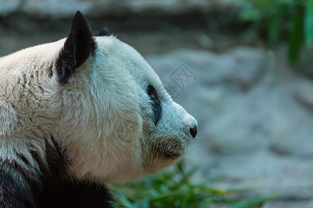 漂亮的大熊猫图片