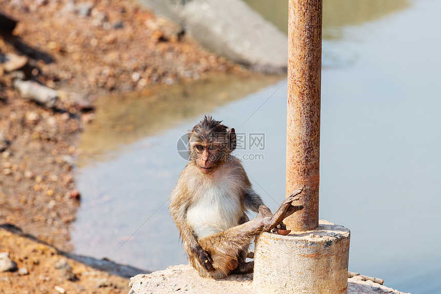 印尼寺庙里的猴子图片