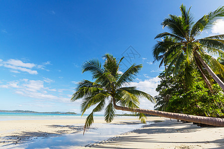 椰子树海滩热带海滩上的宁静背景