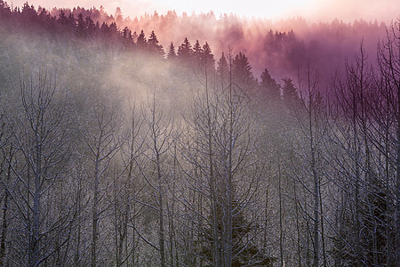 深秋的风景日出时树木被霜覆盖图片