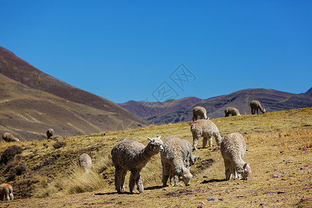 安斯山脉的秘鲁羊驼高清图片