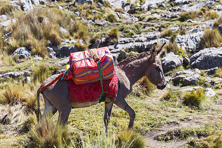 毛驴商队科迪利拉华瓦什,秘鲁,南美洲图片