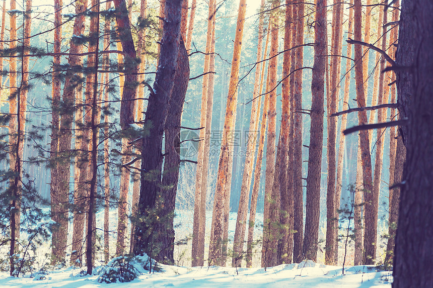 风景秀丽的雪覆盖森林冬季很适合诞节背景图片