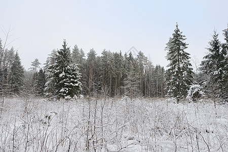 森林覆盖着雪冬季景观图片