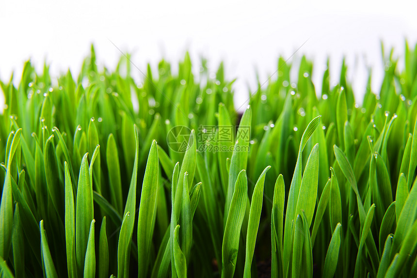 新鲜的绿草水滴图片