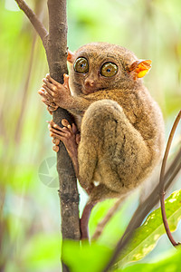 菲律宾自然环境中的塔西尔猴子图片